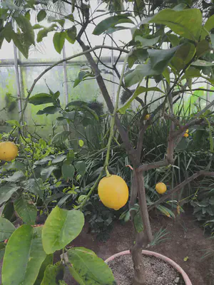 哥德堡植物园里的柠檬树